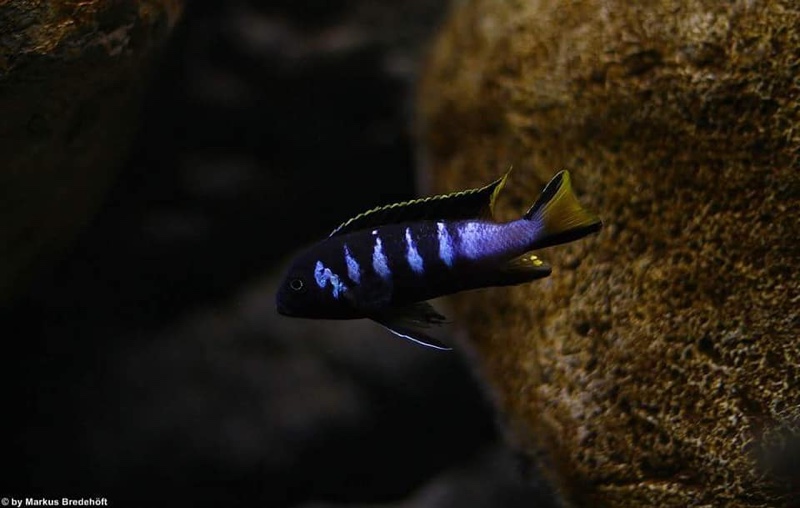 Maylandia melissa 'Chewere'